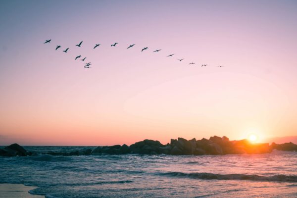 birds-flying-over-rocks-at-the-beach-during-sunset-4RUR2FS (1) birds-flying-over-rocks-at-the-beach-during-sunset-4RUR2FS (1)